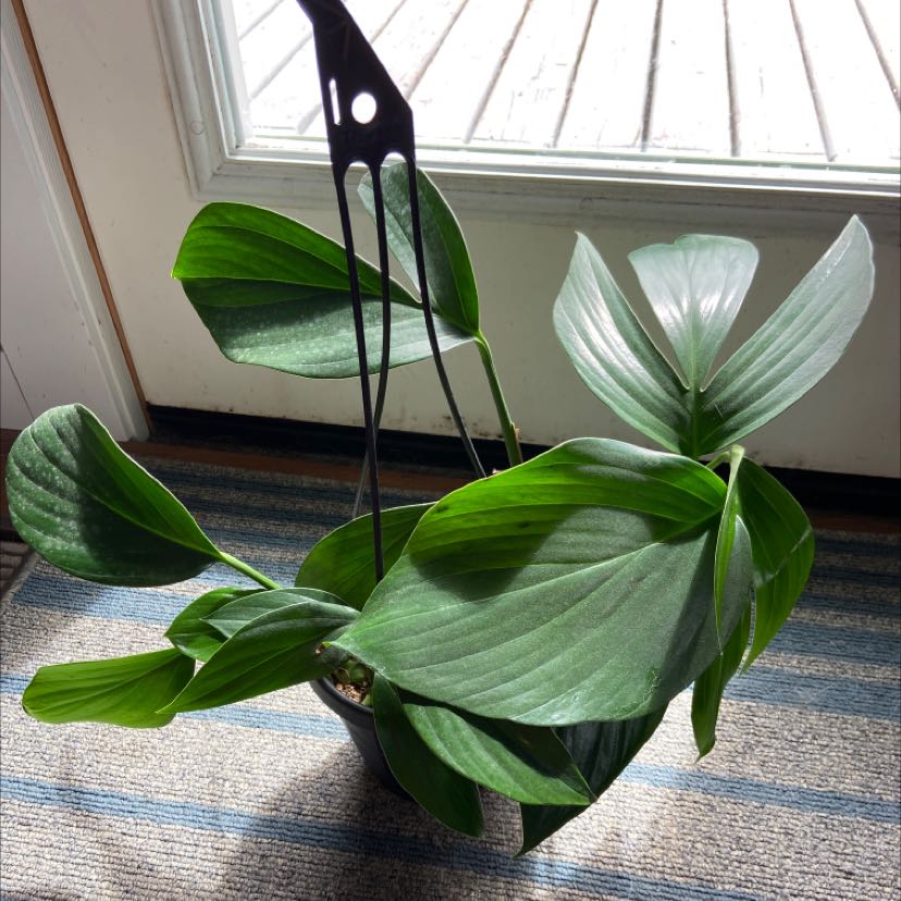 Dragon Tail Plant in a pot indoors near a door with healthy green leaves.