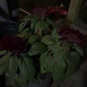 Photo of the plant species Celosia Argentea Cristata Dracula by @QuietBaibua64 named Fernie Mercury on Greg, the plant care app
