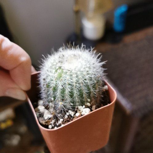 Photo of the plant species Parodia scopa 'Albissimo' by @plantplzdontdie named Sonora on Greg, the plant care app