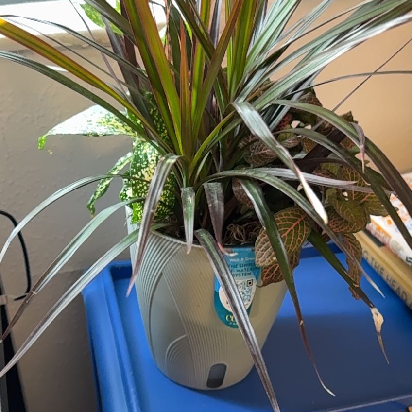 Photo of the plant species Exotic Angel by @RadQuenepa80 named Sabrina on Greg, the plant care app