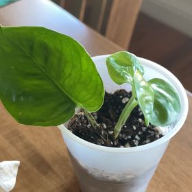 Photo of the plant species Oopsie Pothos by @RevealingLovage named Mochi on Greg, the plant care app