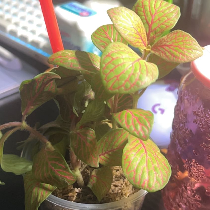 Photo of the plant species Nerve Plant by @SecureStinkwort named Matchie 2 on Greg, the plant care app