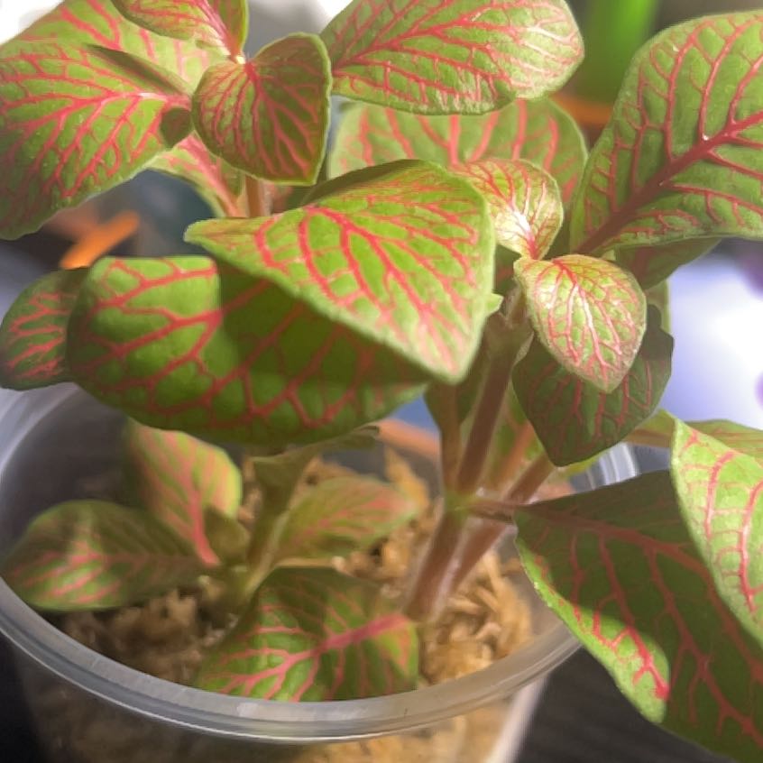 Photo of the plant species Nerve Plant by @SecureStinkwort named Matchie 1 on Greg, the plant care app