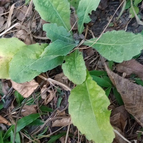 Photo of the plant species White Crownbeard by @OptimistRedwood named Robert Plant on Greg, the plant care app