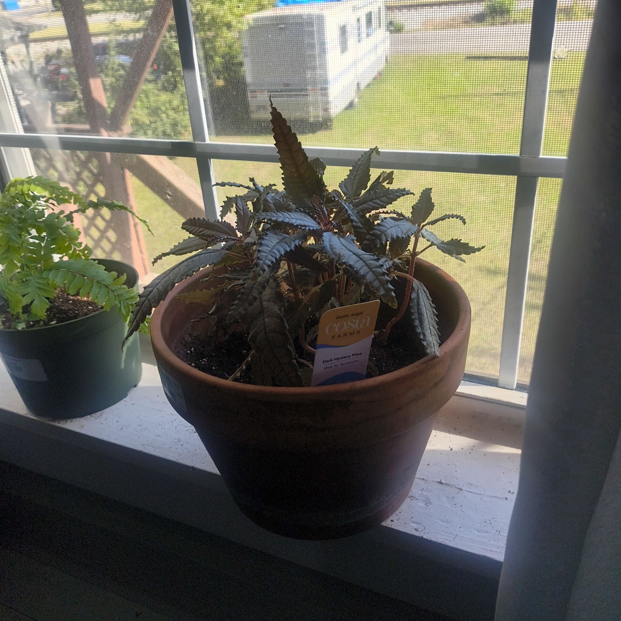 Photo of the plant species Dark Mystery Pilea by @HelpfulSquash10 named Fernie Mercury on Greg, the plant care app