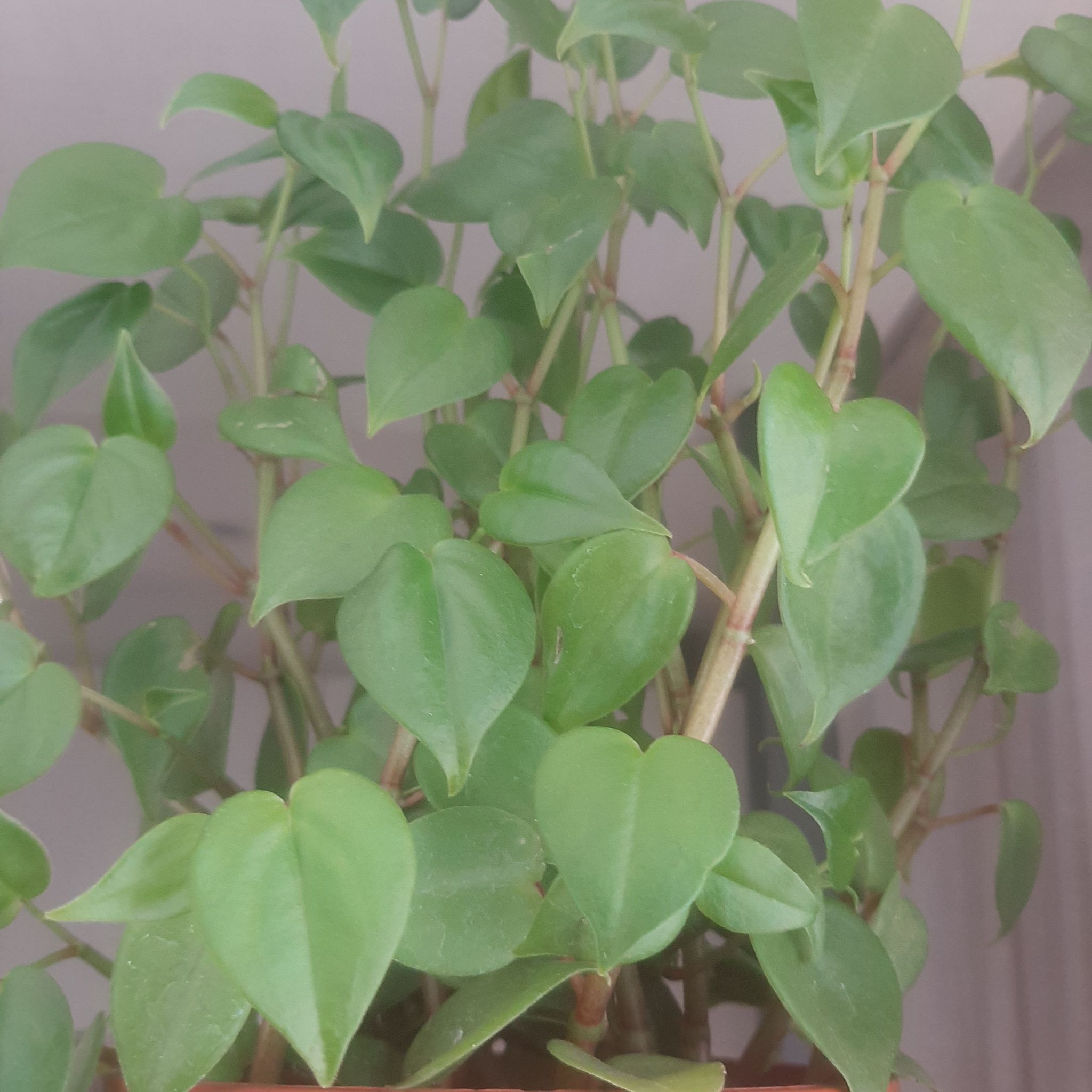 Photo of the plant species Variegated Cupid's Plant by @NewBlue47 named Peperomia nitida on Greg, the plant care app