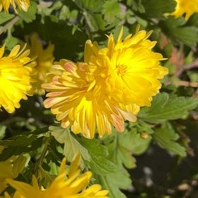Photo of the plant species Kerria Japonica by @FullTawa11 named Gregarious on Greg, the plant care app