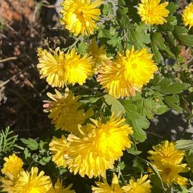 Photo of the plant species Kerria Japonica by @FullTawa11 named Aria on Greg, the plant care app