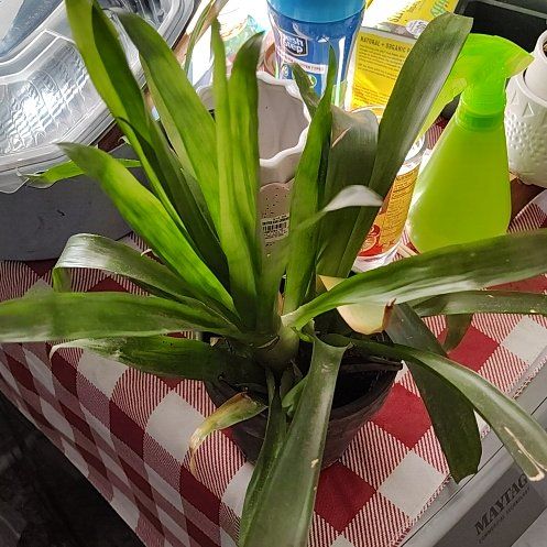 Photo of the plant species King of the Bromeliads by @MasterBogarum named Osmo on Greg, the plant care app