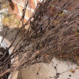 Photo of the plant species Mums by @FreeTaro39 named Osmo on Greg, the plant care app