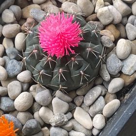 Photo of the plant species Eagle Claw by @SecureOmnom32 named LiloStitch on Greg, the plant care app