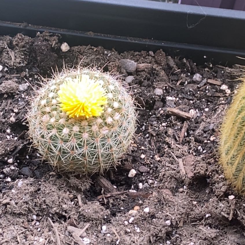 Photo of the plant species Stenocactus crispatus by @SecureOmnom32 named Leaf Erickson on Greg, the plant care app