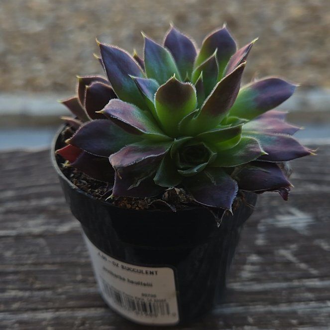Photo of the plant species Hen and Chickens by @CivilDatepalm8 named James Dean on Greg, the plant care app