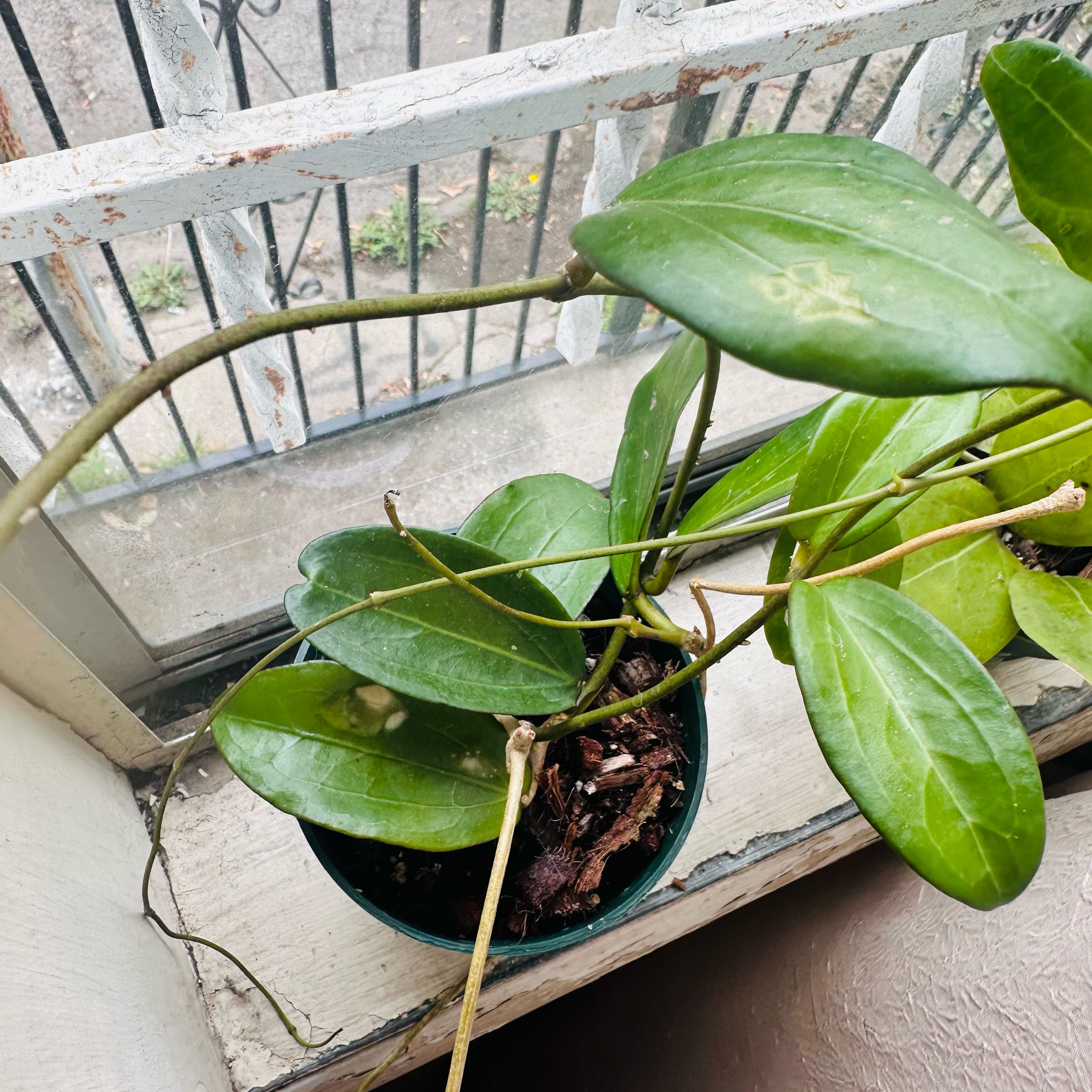 Photo of the plant species Cat Greenbrier by @VocalGhostplant named Hoya Erythrina x Jennifer on Greg, the plant care app