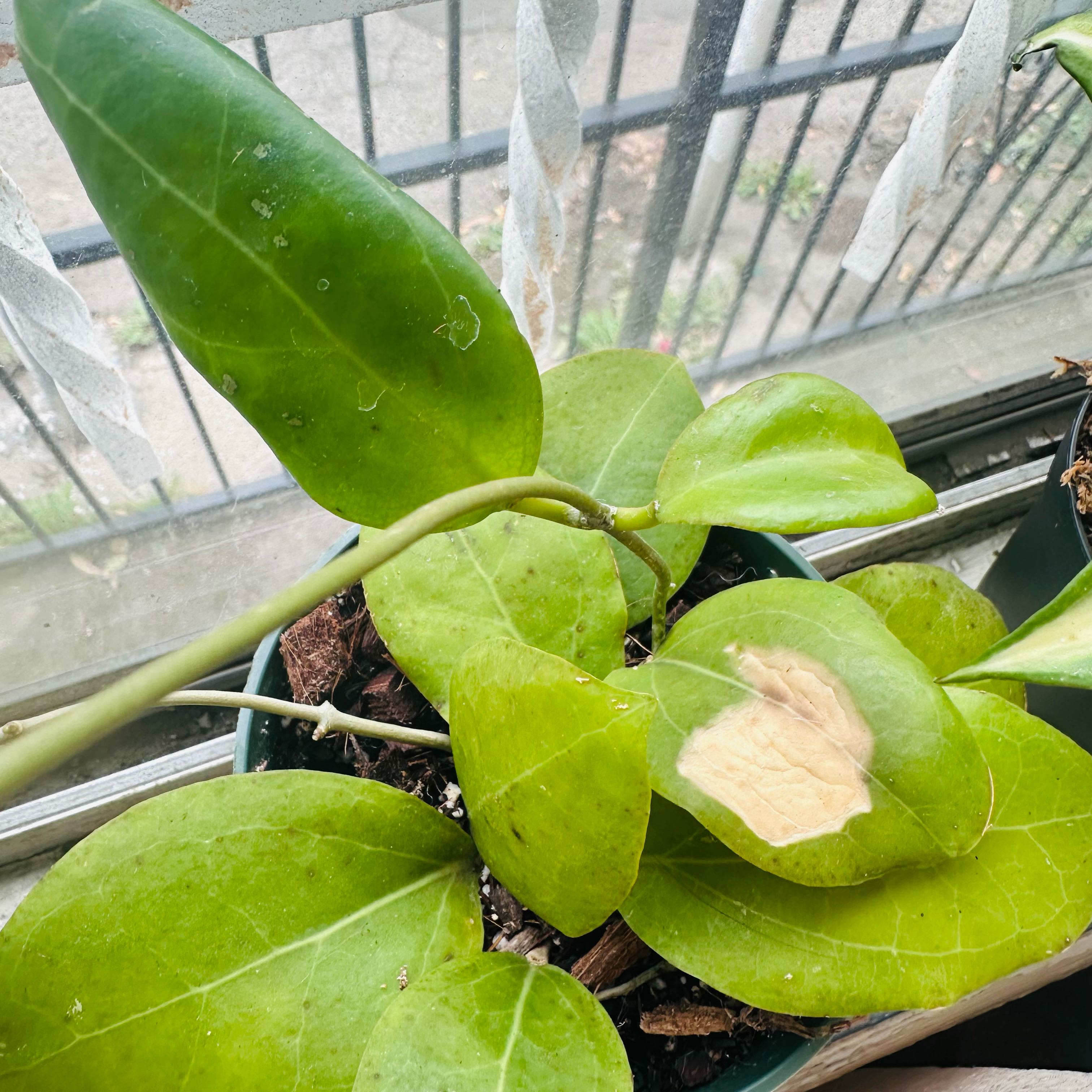 Photo of the plant species Roundleaf Greenbrier by @VocalGhostplant named Sonora on Greg, the plant care app