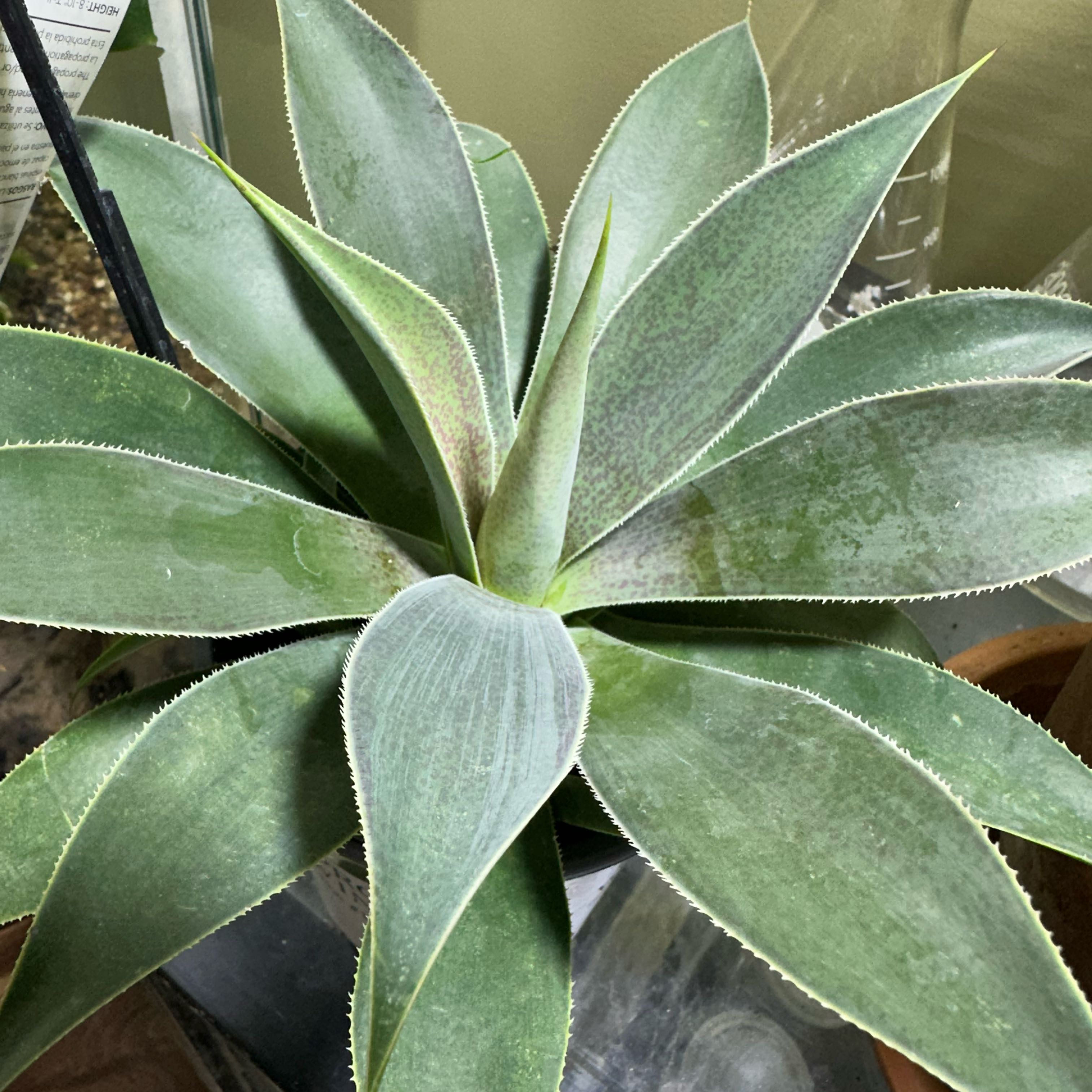 Photo of the plant species Mangave 'Lavender Lady' by @StarrySalad97 named LiloStitch on Greg, the plant care app