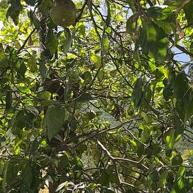 Photo of the plant species Sour Orange by @FamousTeatree14 named Sol on Greg, the plant care app