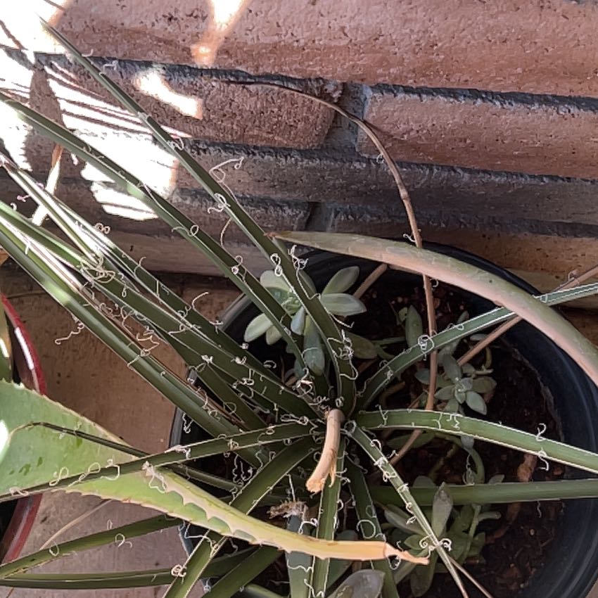 Photo of the plant species Banana Yucca by @GoldenRedlion31 named Sir Plancelot on Greg, the plant care app