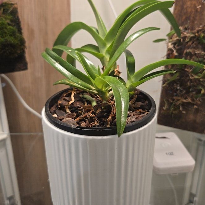 Photo of the plant species Sarcochilus Hybrid by @bulborchid named Sarcochilis Hybrid on Greg, the plant care app