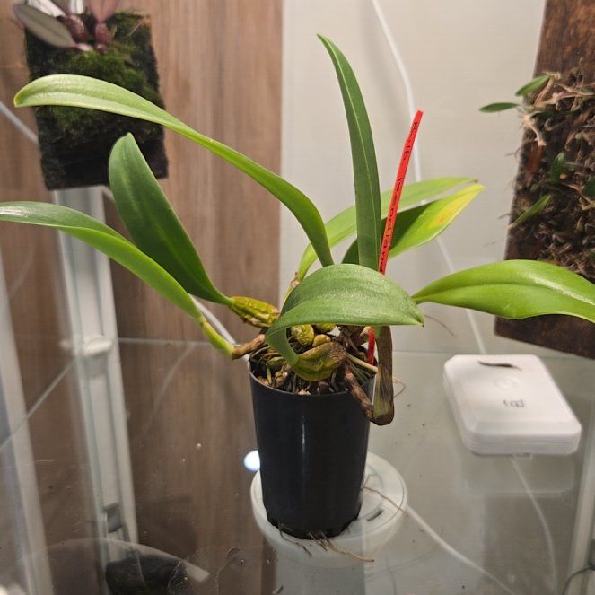 Photo of the plant species Wendland's Bulbophyllum by @bulborchid named Bulbophyllum Wendlandianum on Greg, the plant care app