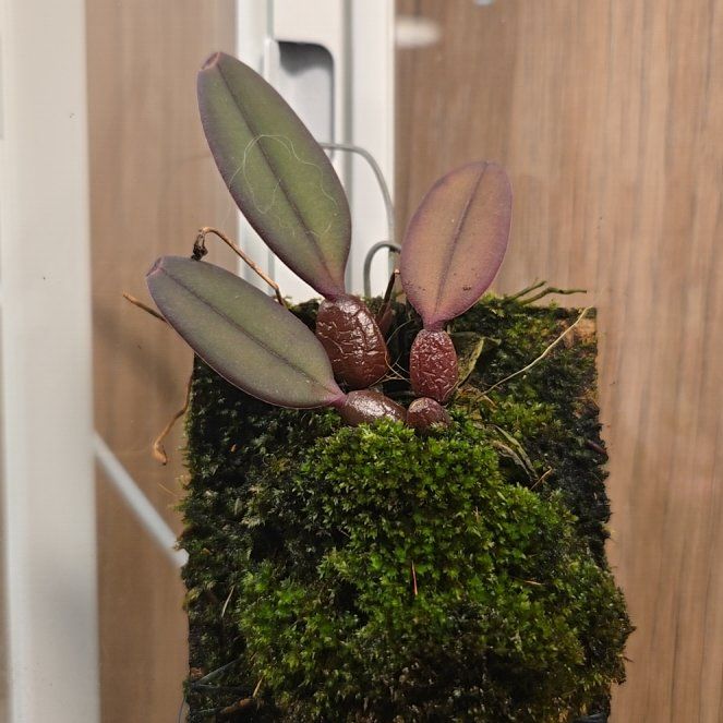 Photo of the plant species Bulbophyllum purpurascens by @bulborchid named Bulbophyllum Purpurascens on Greg, the plant care app
