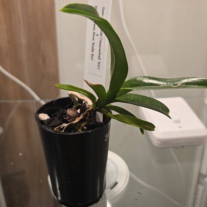 Photo of the plant species Sarcochilus Hybrid by @bulborchid named Naomi on Greg, the plant care app