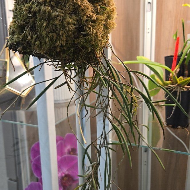 Photo of the plant species Dendrobium striolatum by @bulborchid named Ronaldo on Greg, the plant care app