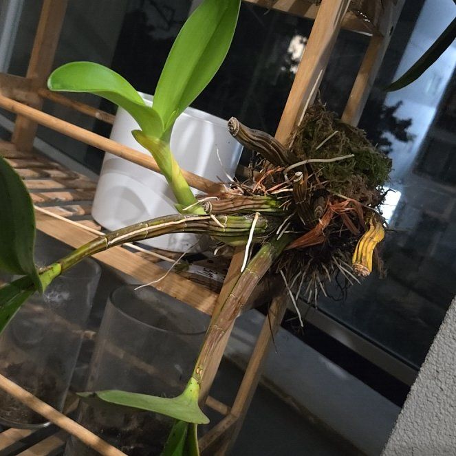 Photo of the plant species Rock-Lily by @bulborchid named Athena on Greg, the plant care app