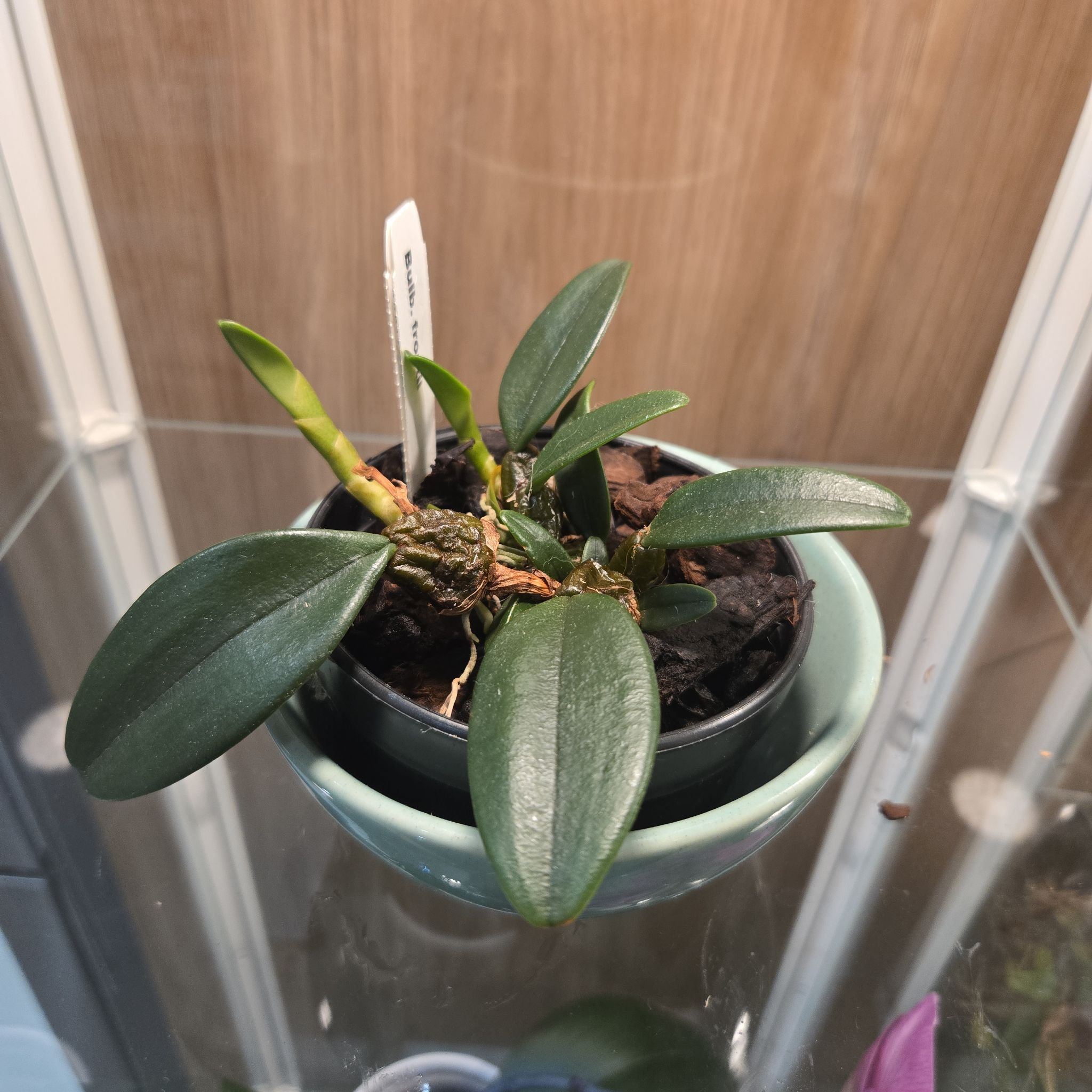 Photo of the plant species Frost's Bulbophyllum by @bulborchid named Bulbophyllum frostii on Greg, the plant care app