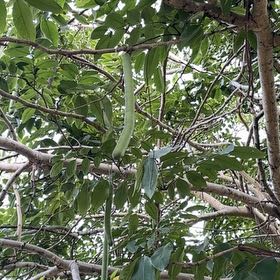Photo of the plant species Golden Shower Tree by @RadFuchsia77 named Michelle Branch on Greg, the plant care app