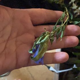 Photo of the plant species Prairie Sage by @SilkenTauhinu74 named Elina on Greg, the plant care app