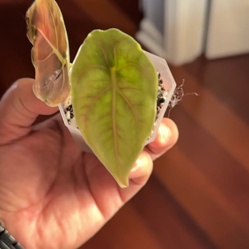 Photo of the plant species Red Mambo by @bashful_tree named Keanu Leaves on Greg, the plant care app