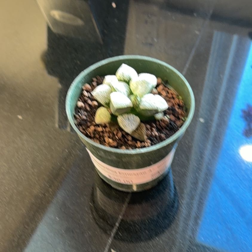 Photo of the plant species Haworthia emelyae by @GoodPalmier83 named Daphne on Greg, the plant care app