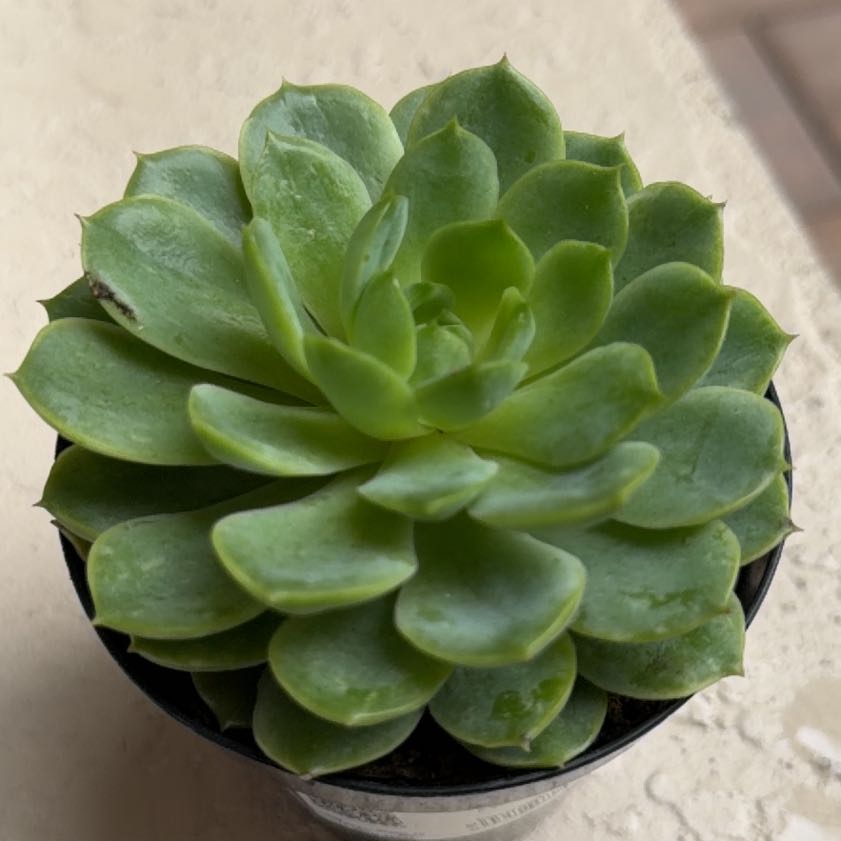 Photo of the plant species Lime N Chile by @GoodPalmier83 named Achilles on Greg, the plant care app