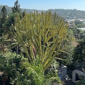 Photo of the plant species African Candelabra by @SavantBorage85 named Bigleef Smalls on Greg, the plant care app
