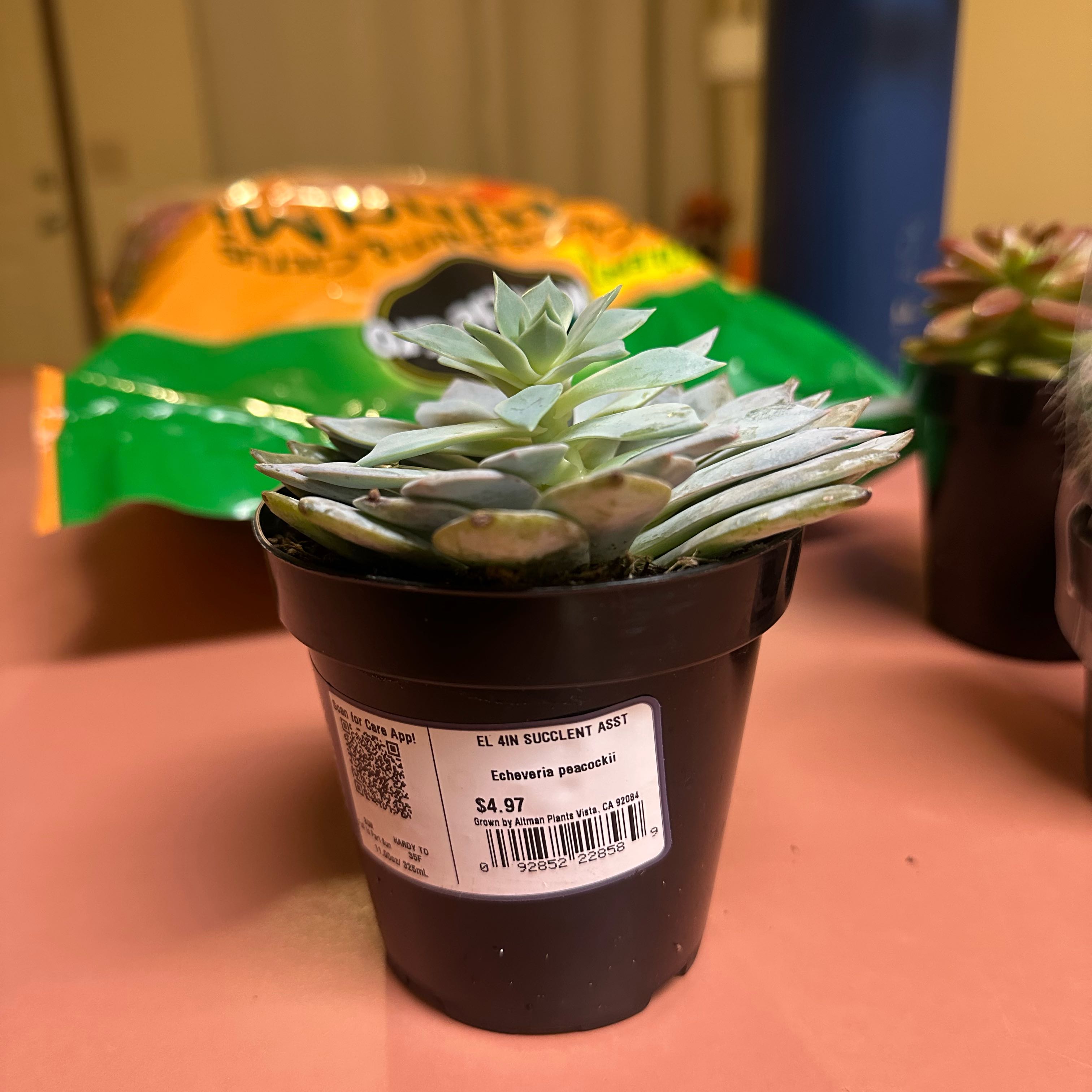 Photo of the plant species Peacock Echeveria by @JoysomeMakura87 named Cocki on Greg, the plant care app