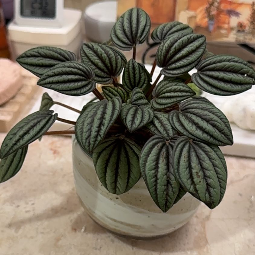 Photo of the plant species Peperomia piccolo banda by @SpicyLippia82 named 孔雀椒草 on Greg, the plant care app