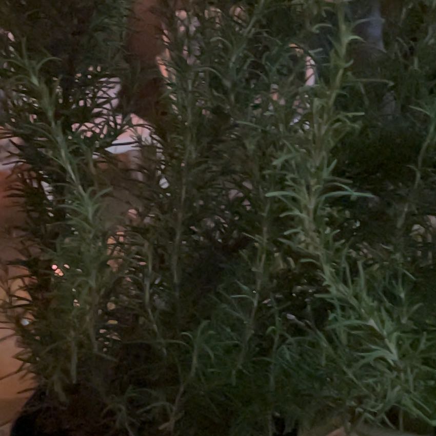 Photo of the plant species Tuscan Blue Rosemary by @HipMakura33 named Tuscan blue rosemary on Greg, the plant care app