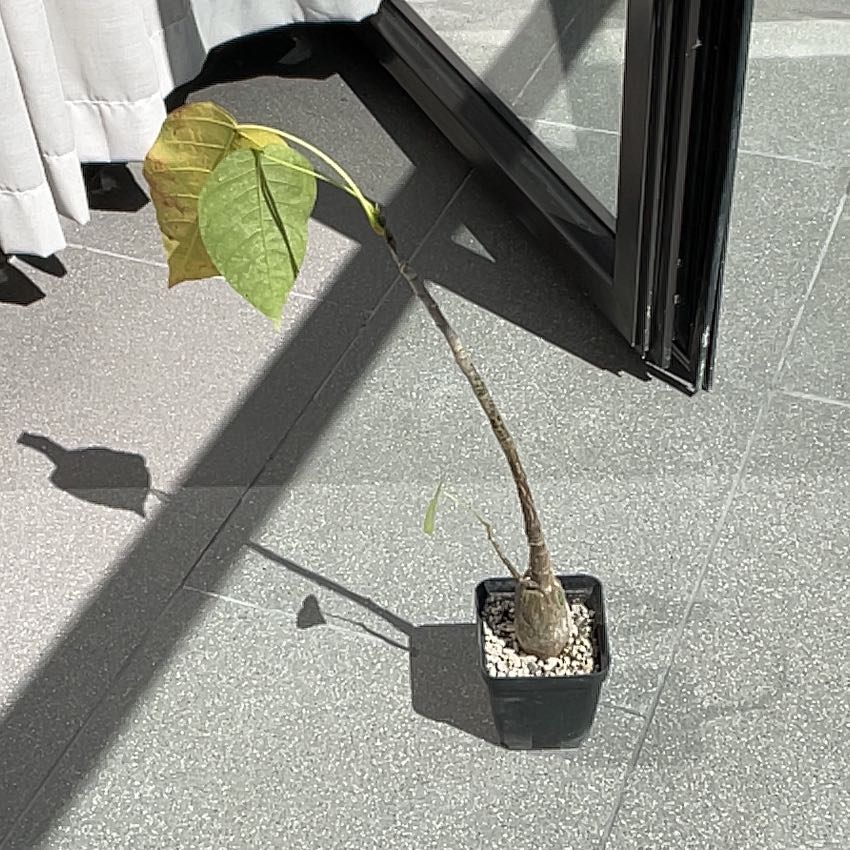 Photo of the plant species Bombax ellipticum by @PetiteLightwood named Gates on Greg, the plant care app