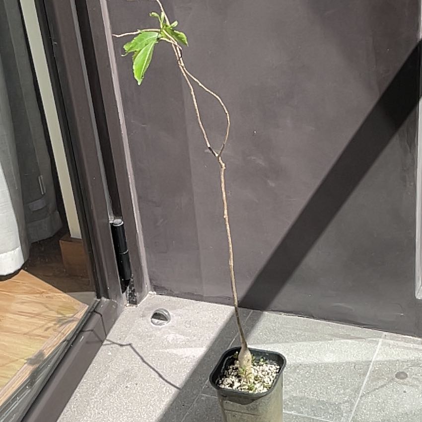 Photo of the plant species Fony Baobab by @PetiteLightwood named Gaga on Greg, the plant care app