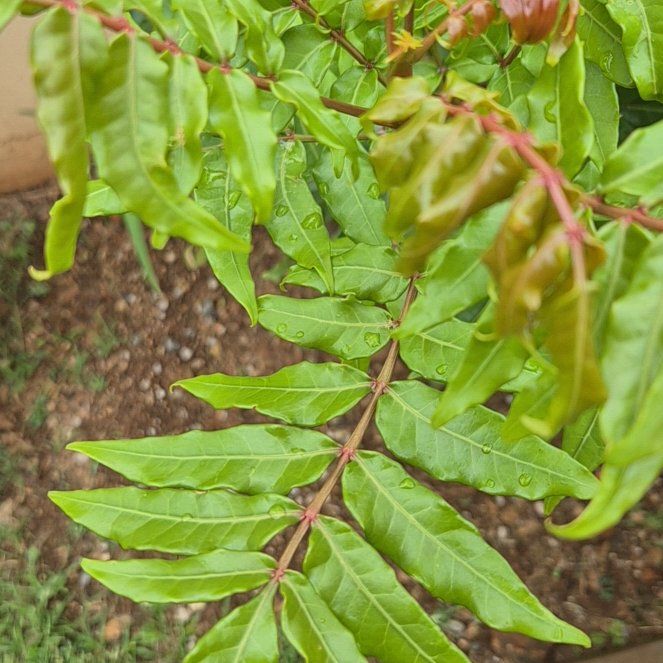Photo of the plant species winged sumac by @MightyEmerald24 named Nemo on Greg, the plant care app