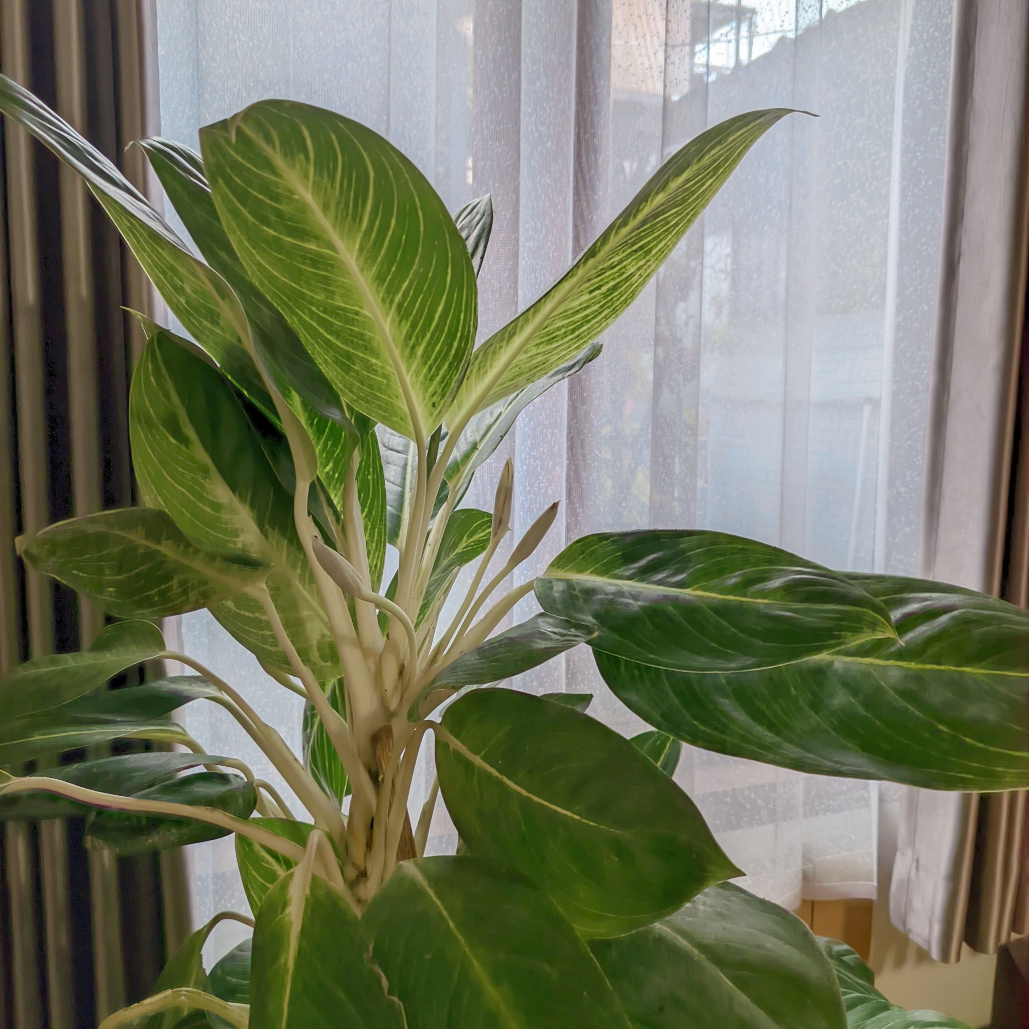 Photo of the plant species Chinese Evergreen 'Golden Madonna' by @Dhirra named AGL-S-1 on Greg, the plant care app