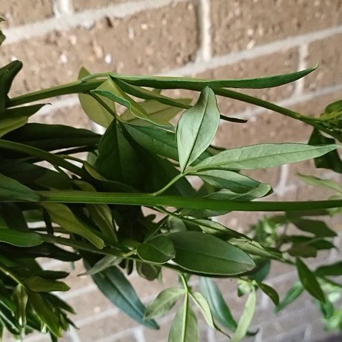 Photo of the plant species Primrose Jasmine by @NewGardenia4 named Achilles on Greg, the plant care app