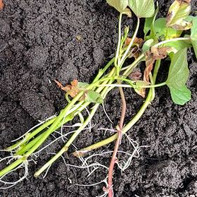 Photo of the plant species Japanese Ivy by @PeachyMaylily72 named Anne on Greg, the plant care app