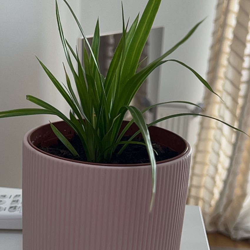 Photo of the plant species Screw Pine by @LiveaGreenLife named Girlfrond on Greg, the plant care app