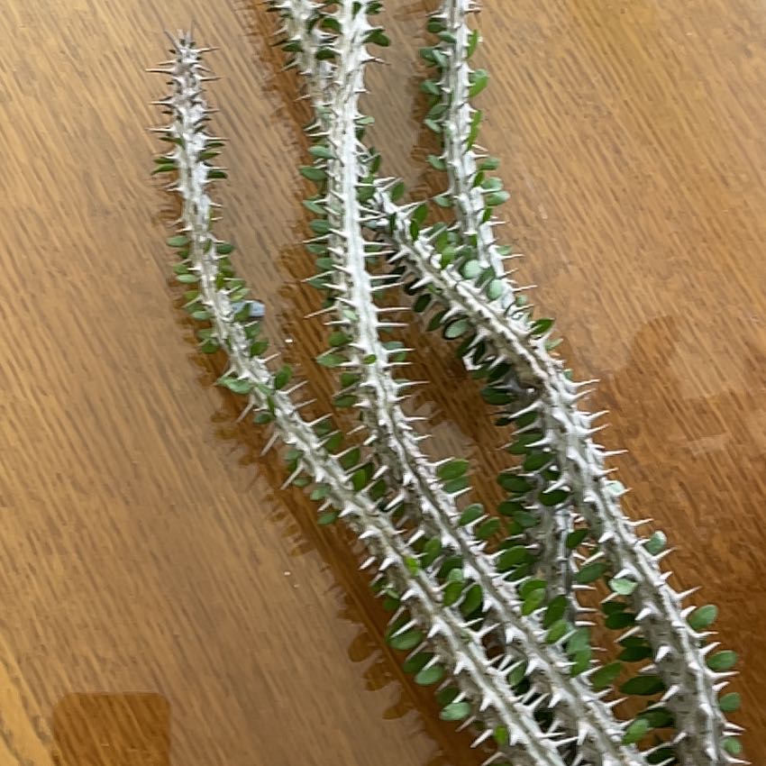 Photo of the plant species Madagascar Ocotillo by @NiftyCaladium63 named Eva on Greg, the plant care app
