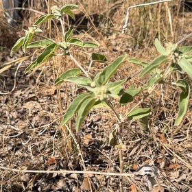 Photo of the plant species Capitate Croton by @TrueCamellia6 named Harmony on Greg, the plant care app