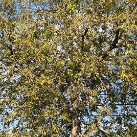 Photo of the plant species European Hackberry by @TrueCamellia6 named Captain Plant-it on Greg, the plant care app