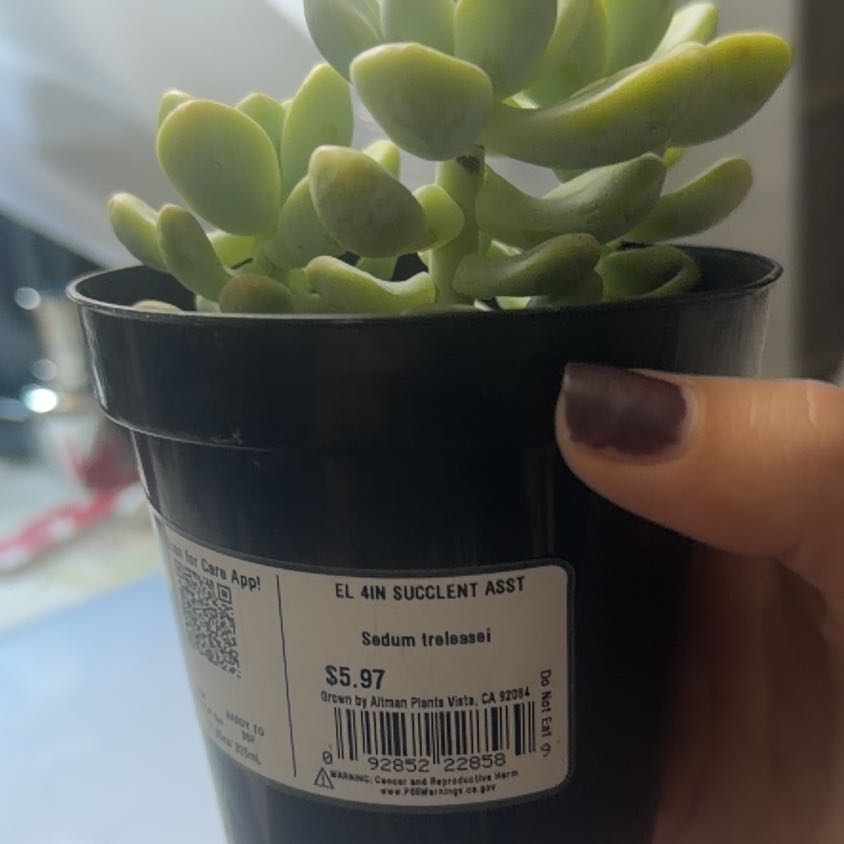 Photo of the plant species Sedum treleasei by @HelpmateMango15 named Fernie Mercury on Greg, the plant care app