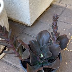 Photo of the plant species Echeveria 'Hortencia' by @FitPecan83 named Diana on Greg, the plant care app
